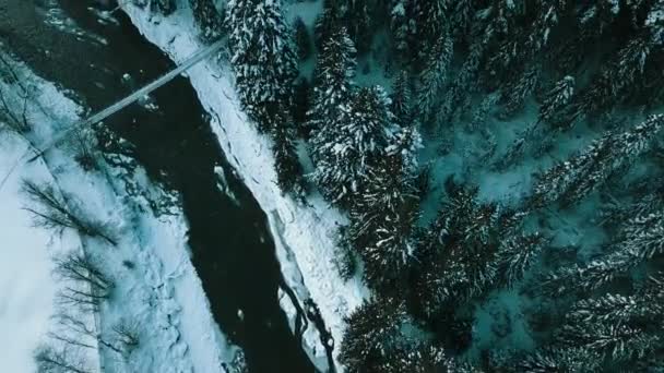 Inverno Neve Floresta Conífera Cárpatos Ucrânia Fotografias Aéreas — Vídeo de Stock