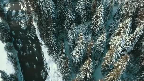 冬の雪針葉樹林カルパチアウクライナ航空写真 — ストック動画