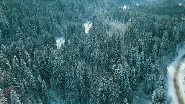 冬の雪針葉樹林カルパチアウクライナ航空写真 — ストック動画