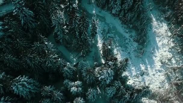 Winter Snow Coniferous Forest Carpathians Ukraine Aerial Photography — Stock Video