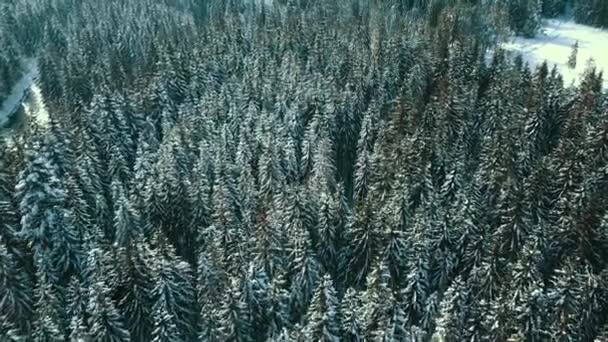 Zimní Sníh Jehličnatý Les Karpaty Ukrajina Letecké Fotografie — Stock video