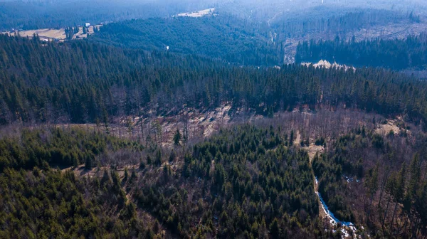 Orman Dağları Ukrayna Nın Ukrayna Dağı Ndaki Kozalaklı Ormanları — Stok fotoğraf