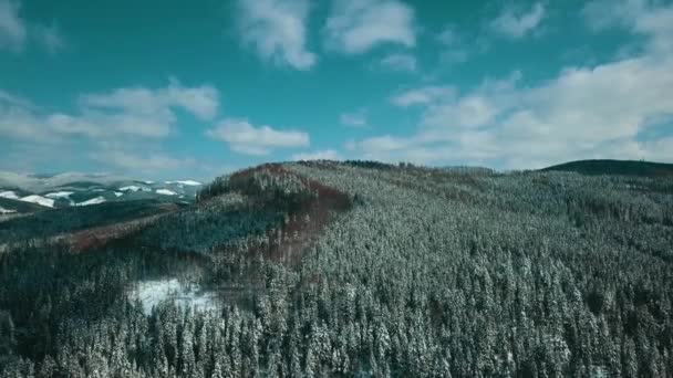 Montagnes Neige Enneigé Carpates Forêt Conifères Domaine Skiable Beau Paysage — Video