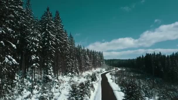 Montañas Nevado Cárpatos Coníferas Bosque Estación Esquí Hermoso Paisaje Aéreo — Vídeo de stock