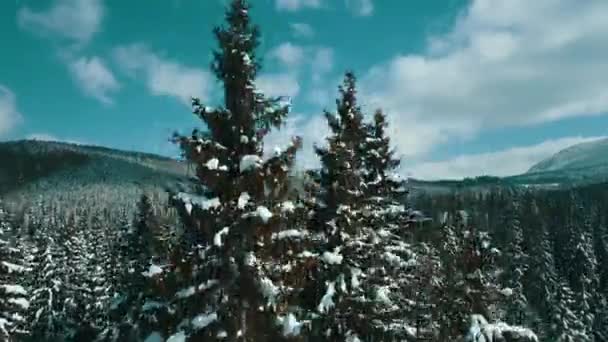 Βουνά Χιονισμένα Καρπάθια Κωνοφόρα Δάσος Χιονοδρομικό Θέρετρο Όμορφο Τοπίο Εναέρια — Αρχείο Βίντεο