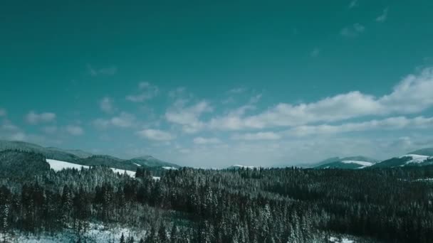 Montañas Nevado Cárpatos Coníferas Bosque Estación Esquí Hermoso Paisaje Aéreo — Vídeo de stock