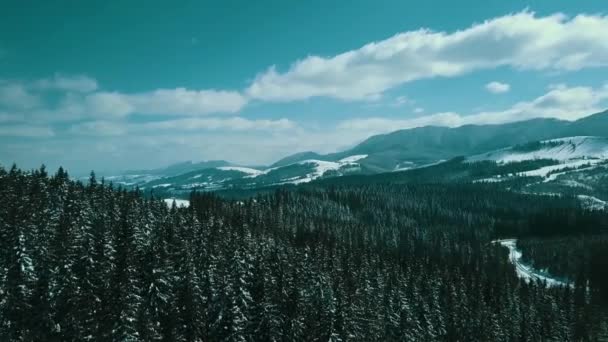 Berge Schnee Schneebedeckt Karpaten Nadelwald Skigebiet Schöne Landschaft Luftbild — Stockvideo