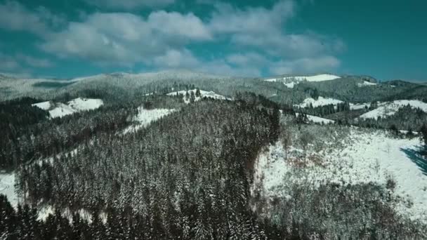 Hegyek Havas Kárpátok Tűlevelű Erdő Sípálya Gyönyörű Táj Légi Felvétel — Stock videók
