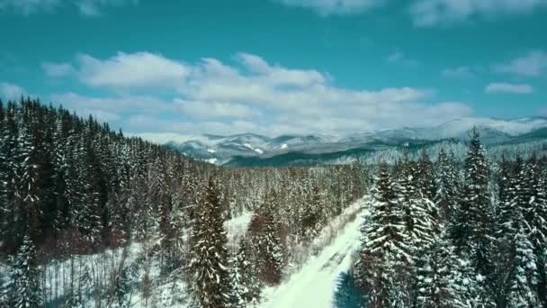 Bergen Sneeuw Sneeuw Karpaten Naaldbos Skigebied Prachtig Landschap Luchtfoto Video — Stockvideo