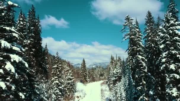 Горы Снежные Карпаты Хвойные Леса Горнолыжный Курорт Красивый Пейзаж Воздушное — стоковое видео