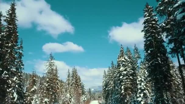 Montagne Innevate Carpazi Conifere Foresta Stazione Sciistica Bellissimo Paesaggio Aerea — Video Stock