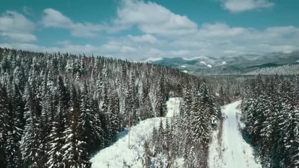 Bergen Sneeuw Sneeuw Karpaten Naaldbos Skigebied Prachtig Landschap Luchtfoto Video — Stockvideo