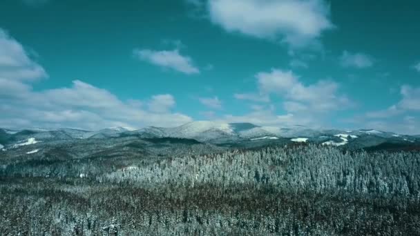 Berg Snö Snöiga Karpaterna Barrskog Skidort Vackert Landskap Antenn Video — Stockvideo