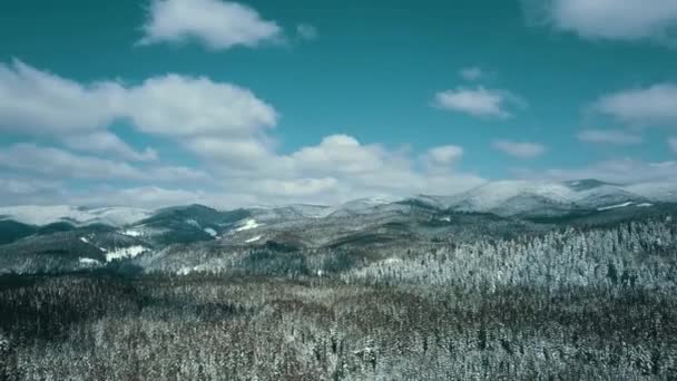 Berge Schnee Schneebedeckt Karpaten Nadelwald Skigebiet Schöne Landschaft Luftbild — Stockvideo