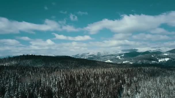 Berge Schnee Schneebedeckt Karpaten Nadelwald Skigebiet Schöne Landschaft Luftbild — Stockvideo