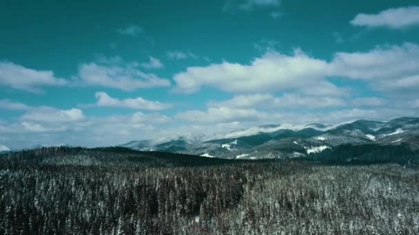 高山雪地喀尔巴阡山脉针叶林滑雪胜地美丽的风景空中视频4K — 图库视频影像