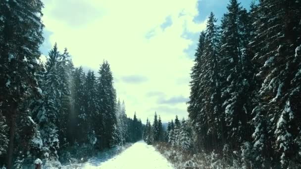 Bergen Sneeuw Sneeuw Karpaten Naaldbos Skigebied Prachtig Landschap Luchtfoto Video — Stockvideo