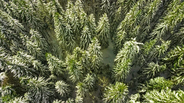 Nadelwald Wald Berg Karpaten Luftaufnahmen Schnee — Stockfoto