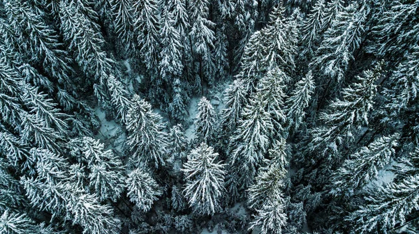 冬季白雪针叶林喀尔巴阡山脉乌克兰航空摄影 — 图库照片