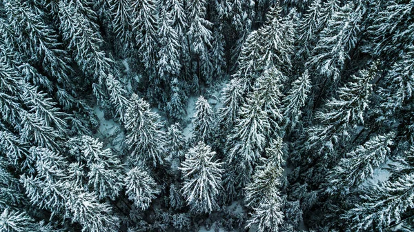 Winter Schnee Nadelwald Karpaten Ukraine Luftaufnahmen — Stockfoto