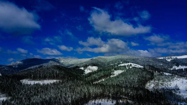 Carpathian Mountains Mountain Range Pine Forests Coniferous Mountain Tops Winter — Stock Photo, Image