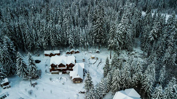 Winter Sneeuw Naaldbos Karpaten Oekraïne Luchtfotografie — Stockfoto