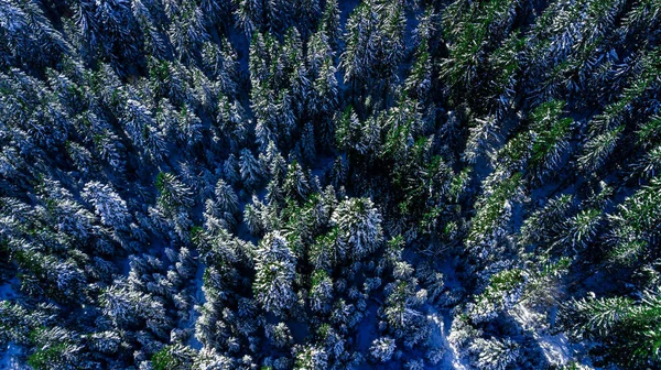 Хвойные Сосновые Леса Горы Карпаты Аэрофотосъемка Снег — стоковое фото