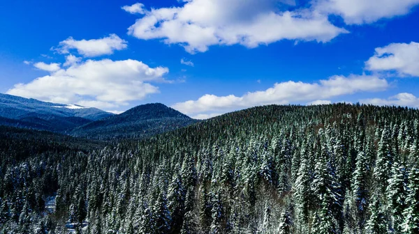 Karpaten Gebirge Kiefernwälder Nadelwälder Berggipfel Winter Schnee Luftaufnahmen — Stockfoto