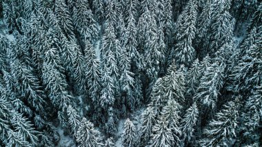 Kış kozalaklı orman Karpatlar Ukrayna hava fotoğrafçılığı.