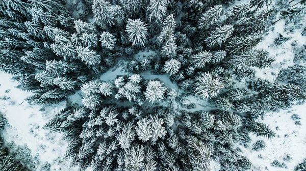 Χειμώνας Χιόνι Κωνοφόρα Δάσος Καρπάθια Ουκρανία Εναέρια Φωτογραφία — Φωτογραφία Αρχείου