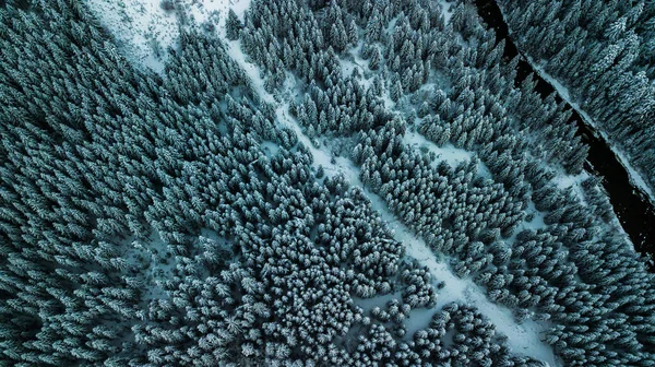 Vinter Snöbarrskog Karpaterna Ukraina Flygfoto — Stockfoto