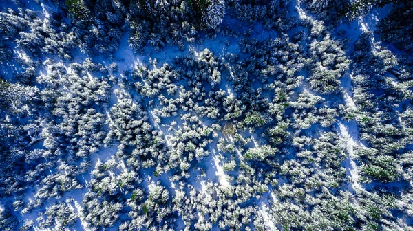 카르파티아 산맥의 소나무 — 스톡 사진