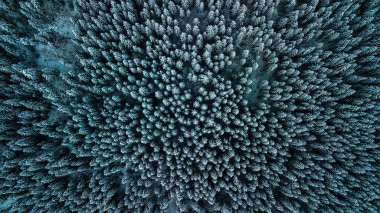 Kış kozalaklı orman Karpatlar Ukrayna hava fotoğrafçılığı.