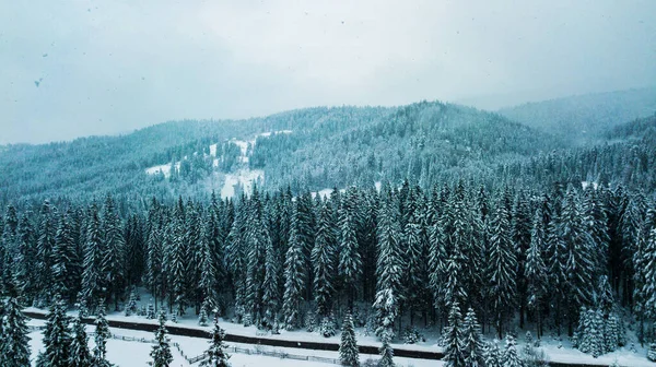 Hiver Forêt Conifères Carpates Ukraine Photographie Aérienne — Photo