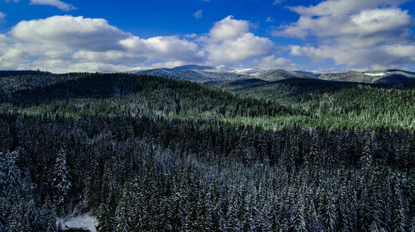 針葉樹林山カルパチア山脈空撮雪 — ストック写真