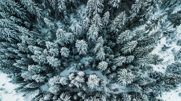 Winter Schnee Nadelwald Karpaten Ukraine Luftaufnahmen — Stockfoto