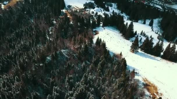 Montañas Los Cárpatos Invierno Cubiertas Por Bosque Pinos Vídeo Aéreo — Vídeo de stock