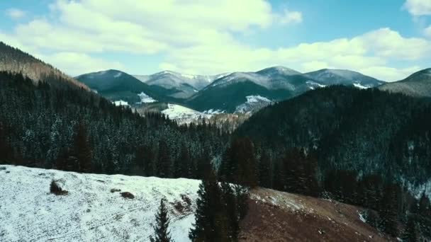 Καρπάθια Βουνά Χειμώνα Καλύπτονται Ένα Πευκοδάσος Εναέρια Βίντεο — Αρχείο Βίντεο