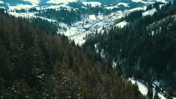 Carpathian Mountains Winter Covered Pine Forest Aerial Video — Stock Video