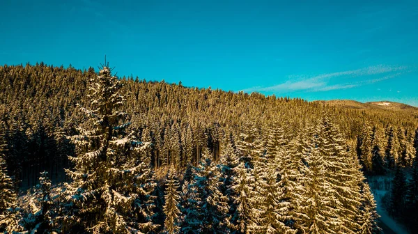 Floresta Coníferas Dos Cárpatos Inverno Montanha Gama Vídeo Fotografia Aérea — Fotografia de Stock