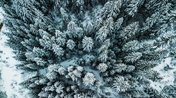 Winter Schnee Nadelwald Karpaten Ukraine Luftaufnahmen — Stockfoto