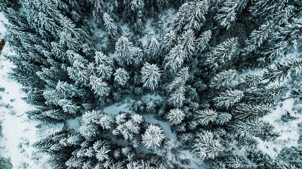 Zimní Sníh Jehličnatý Les Karpaty Ukrajina Letecké Fotografie — Stock fotografie