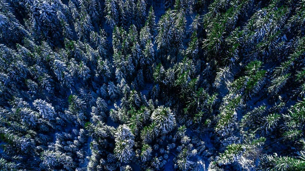 Kozalaklı Çam Ormanı Dağı Karpatya Dağları Hava Fotoğrafı Karı — Stok fotoğraf