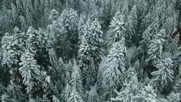 Luchtfoto Van Een Bevroren Bos Met Besneeuwde Bomen Winter Vlucht — Stockvideo