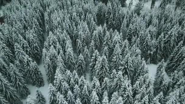 Framåt Antenn Till Snöig Dal Med Skog Vid Sella Pass — Stockvideo