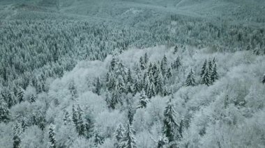 Sella geçidindeki orman ormanıyla karlı vadiye doğru ilerleyin. Gün batımı veya gün doğumu, bulutlu bir gökyüzü. Dolomitler, İtalyan Alp Dağları.