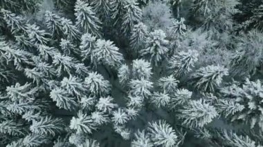 Sella geçidindeki orman ormanıyla karlı vadiye doğru ilerleyin. Gün batımı veya gün doğumu, bulutlu bir gökyüzü. Dolomitler, İtalyan Alp Dağları.