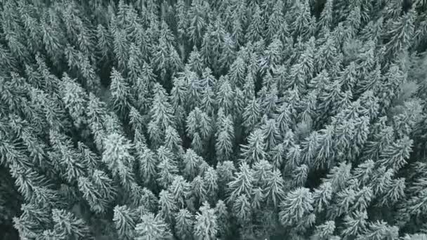 Voorwaarts Antenne Naar Besneeuwde Vallei Met Bos Bos Bij Sella — Stockvideo