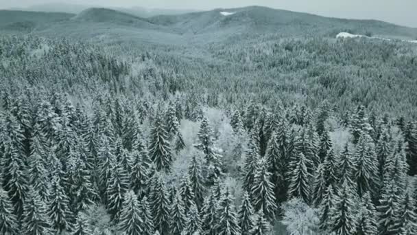 Avião Para Frente Para Vale Nevado Com Floresta Bosques Sella — Vídeo de Stock