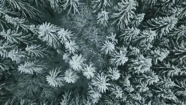 Avanti Aerea Valle Innevata Con Bosco Bosco Passo Del Sella — Video Stock